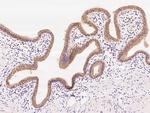 GOSR1 Antibody in Immunohistochemistry (Paraffin) (IHC (P))