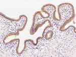 GOSR1 Antibody in Immunohistochemistry (Paraffin) (IHC (P))
