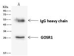 GOSR1 Antibody in Immunoprecipitation (IP)