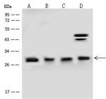 GOSR1 Antibody in Western Blot (WB)