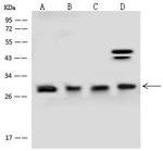 GOSR1 Antibody in Western Blot (WB)