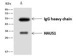 HAUS1 Antibody in Immunoprecipitation (IP)