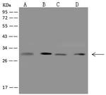 HAUS1 Antibody in Western Blot (WB)