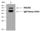 HAUS3 Antibody in Immunoprecipitation (IP)