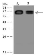 HAUS3 Antibody in Western Blot (WB)