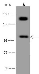 HCN1 Antibody in Western Blot (WB)