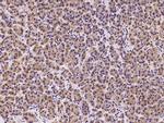 HDLBP Polyclonal Antibody