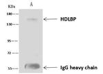 HDLBP Antibody in Immunoprecipitation (IP)