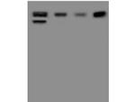 HDLBP Antibody in Western Blot (WB)