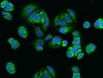 HIGD2A Antibody in Immunocytochemistry (ICC/IF)