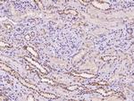 HIGD2A Antibody in Immunohistochemistry (Paraffin) (IHC (P))