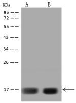 HIGD2A Antibody in Western Blot (WB)