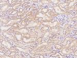 HINT3 Antibody in Immunohistochemistry (Paraffin) (IHC (P))