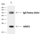 HINT3 Antibody in Immunoprecipitation (IP)