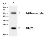 HINT3 Antibody in Immunoprecipitation (IP)