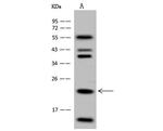 HINT3 Antibody in Western Blot (WB)