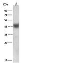 HLA-B27 Antibody in Western Blot (WB)