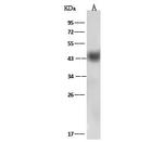 HLA-B27 Antibody in Western Blot (WB)
