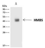 HMBS Antibody in Immunoprecipitation (IP)