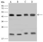 HMBS Polyclonal Antibody