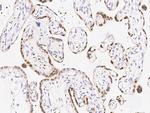 HMGB3 Antibody in Immunohistochemistry (Paraffin) (IHC (P))