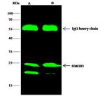 HMGB3 Antibody in Immunoprecipitation (IP)