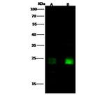 HMGB3 Antibody in Western Blot (WB)