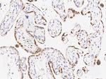 HMGB3 Antibody in Immunohistochemistry (Paraffin) (IHC (P))