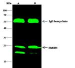 HMGB3 Antibody in Immunoprecipitation (IP)