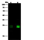 HMGB3 Antibody in Western Blot (WB)