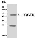 HNF4G Antibody in Immunoprecipitation (IP)