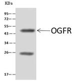 HNF4G Antibody in Immunoprecipitation (IP)