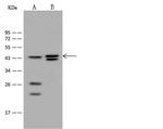 HNF4G Antibody in Western Blot (WB)