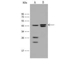 HNF4G Antibody in Western Blot (WB)