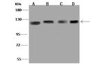 HTATSF1 Antibody in Western Blot (WB)