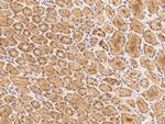 HYLS1 Polyclonal Antibody