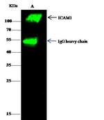 ICAM-1 Antibody in Immunoprecipitation (IP)