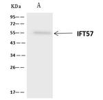 HIPPI Antibody in Immunoprecipitation (IP)
