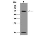 HIPPI Antibody in Western Blot (WB)