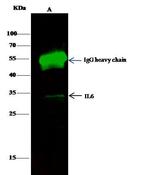 IL-6 Antibody in Immunoprecipitation (IP)