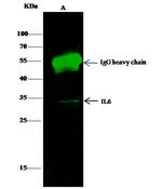 IL-6 Antibody in Immunoprecipitation (IP)