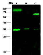 IL-6 Antibody in Western Blot (WB)