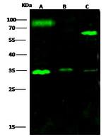 IL-6 Antibody in Western Blot (WB)
