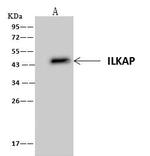 ILKAP Antibody in Immunoprecipitation (IP)