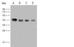 ILKAP Antibody in Western Blot (WB)
