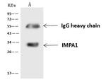 IMPA1 Antibody in Immunoprecipitation (IP)