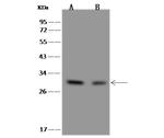 IMPA1 Antibody in Western Blot (WB)