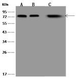 SAM68 Antibody in Western Blot (WB)