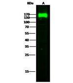 LAMP1 Polyclonal Antibody