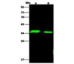 LDHA Polyclonal Antibody